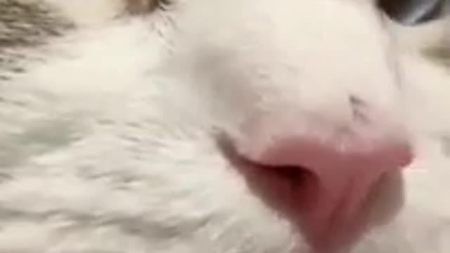 Super cute cat 🐱 must watch video