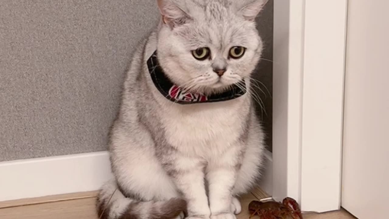 Why a Cat is Afraid of Lobsters?