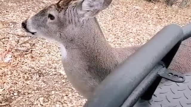 Whitetail deer in rut