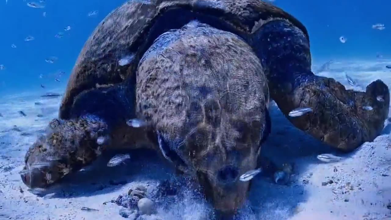 Albert The Curious Loggerhead Turtle