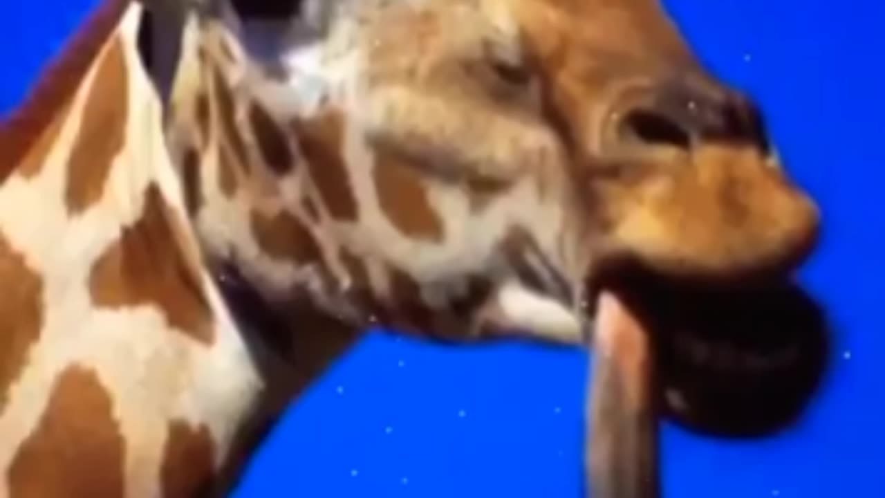 Animals facts