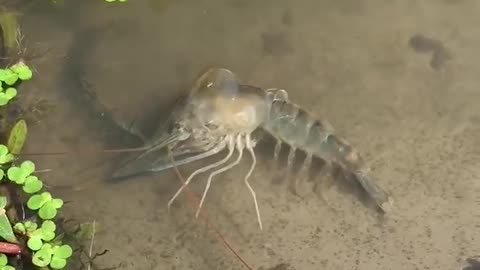 See how shrimp changes shells