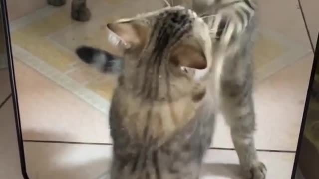 CAT SELF FIGHT 🤣🤣😂😂