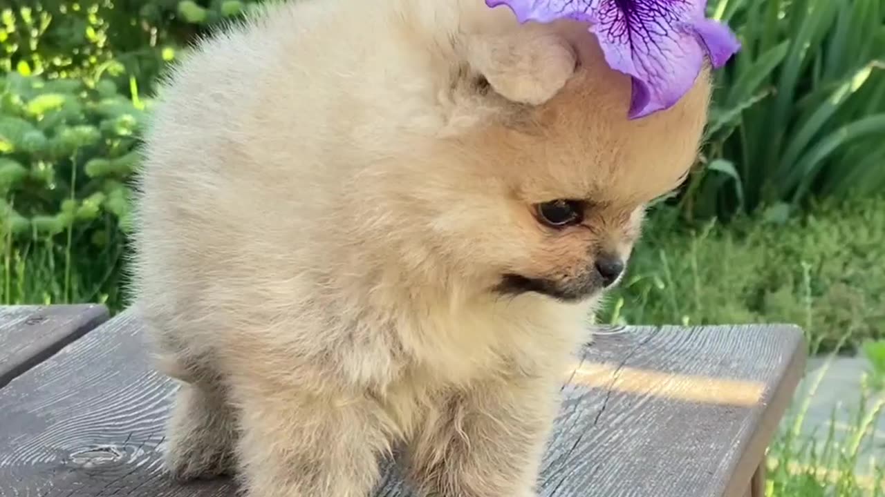 Cute poppy mini gog so good animal