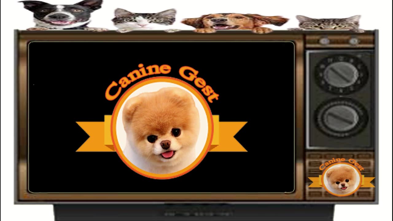 Funny Cat 😺😂 video