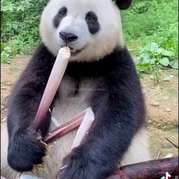 cute panda clips that cheer me up but also ASMR