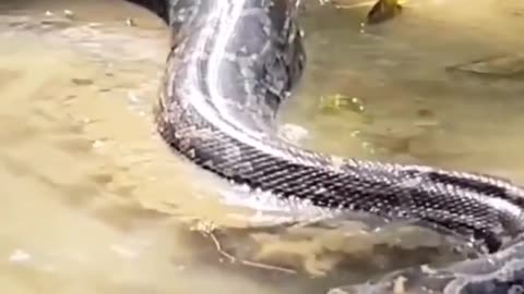 Wildlife in closer view with a natural perspective.
