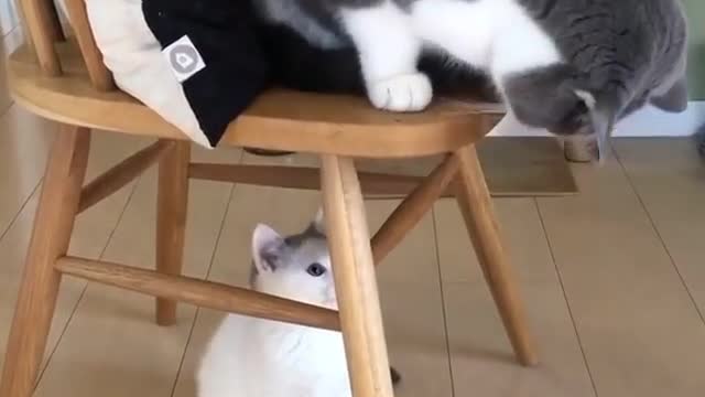 a cat playing with other little cat by her tail
