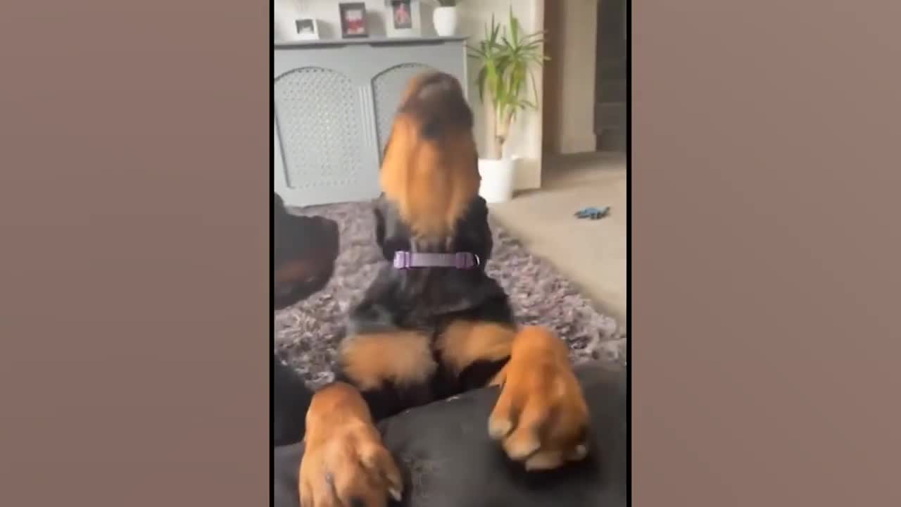 Funny Animal Videos 2022 π - Funniest Cats And Dogs Video πΊπ