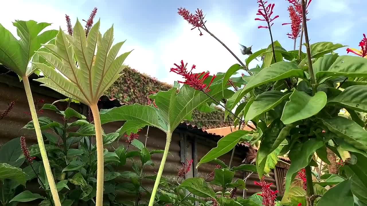 Hummingbird Bird Ave Fauna Wings Fast Feathers