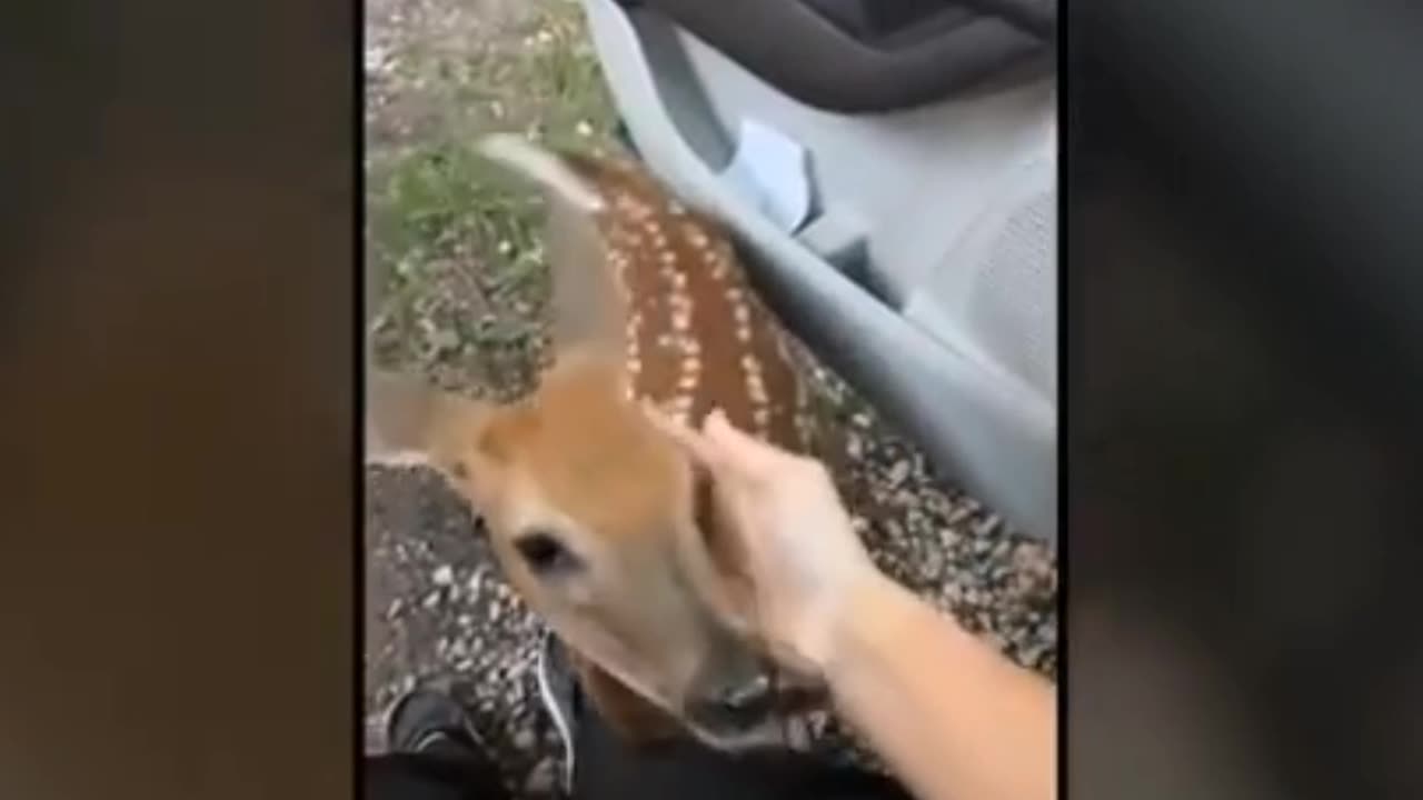 Animals Reunited With Owners After Years Of Waiting ps7