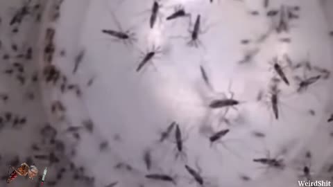 OPERATION MOSQUITO CAUGHT ON CAMERA