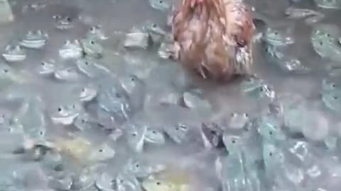 🐔 VS 🐸 🐸 🐸 🐸 🐸 🐸 🐸 🐸 🐸
