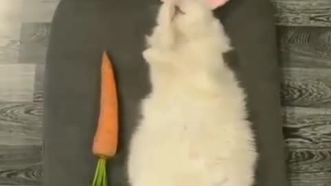 Funny cat video