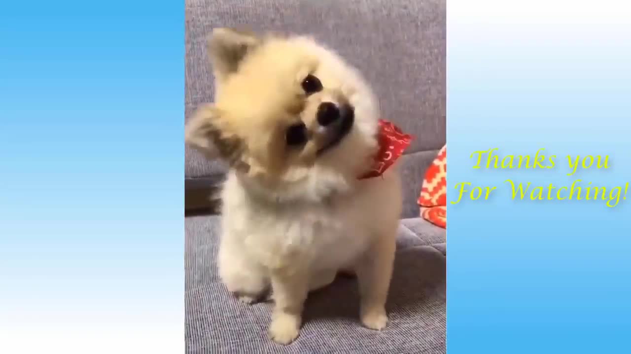 Cute Pets And Funny Animals Compilation - Try not to Laugh