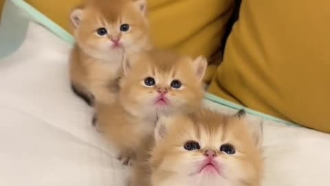 kitten