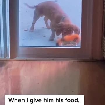 share your treats share your meals #dogtraining #treats #toys #dogfood