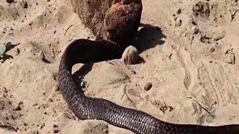 SNAKE FIGHT