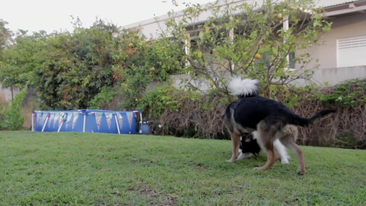 Funny two dogs playing