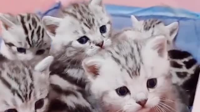 Funny cats lovers - cats