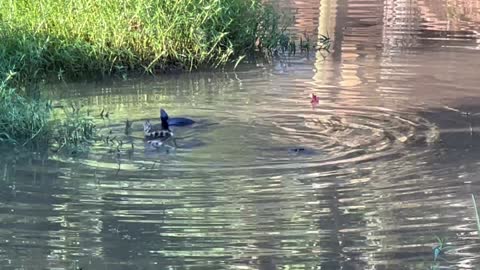 Large Cottonmouth Snakes Battle Over Female