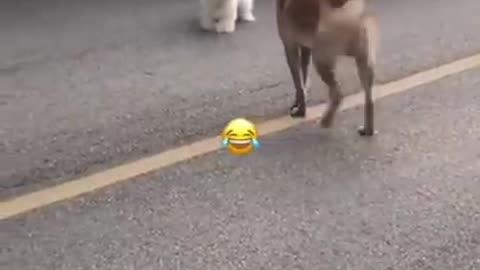 Try Not To Laugh - Funny Cat & Dog Video #shorts