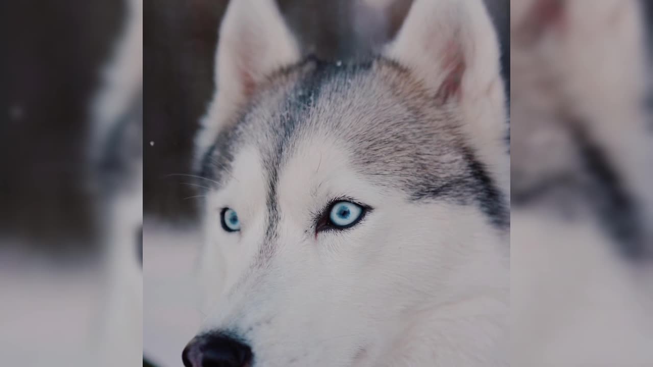 Siberian Husky Looking Around