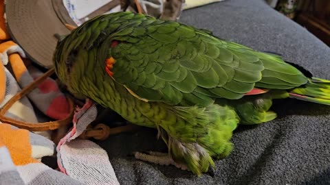 Rocco out enjoying his day