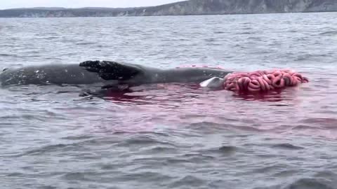 Whale Explodes!