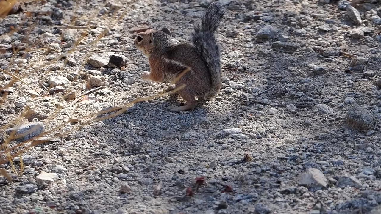 Antelope Squirrel