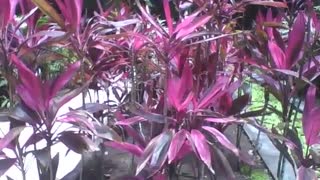 Muitas dracenas rosas e roxas no jardim botânico, plantas muito lindas [Nature & Animals]
