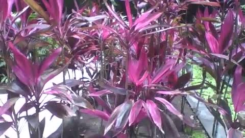 Muitas dracenas rosas e roxas no jardim botânico, plantas muito lindas [Nature & Animals]