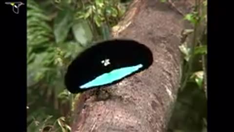 Bird in paradise