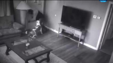 The dog chased the thief from the room amazing video