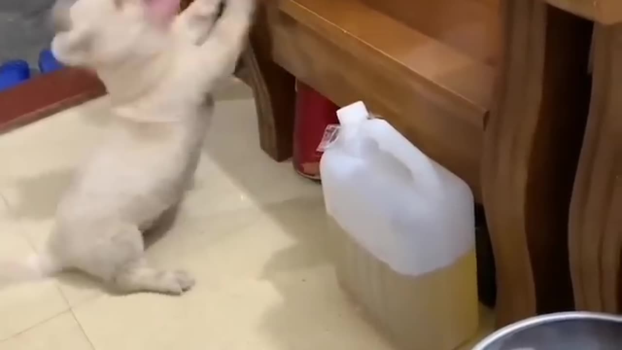 Dog angry for cat funny videos