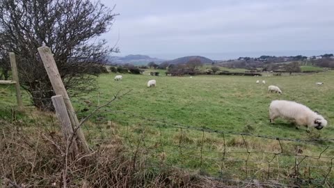 Very, Very Cute Sheep In Great Britain