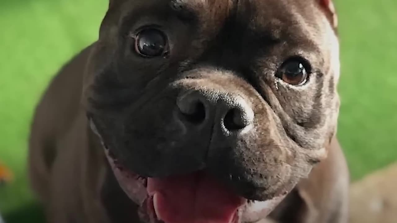 Pit Bull Dog Is The Happiest Boy Since He Got Rescued - BATMAN | The Dodo