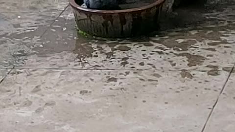 Bathing pigeon my home