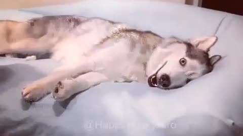 Cute Little Husky