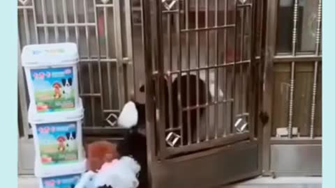 Dog Funny Video #Shorts