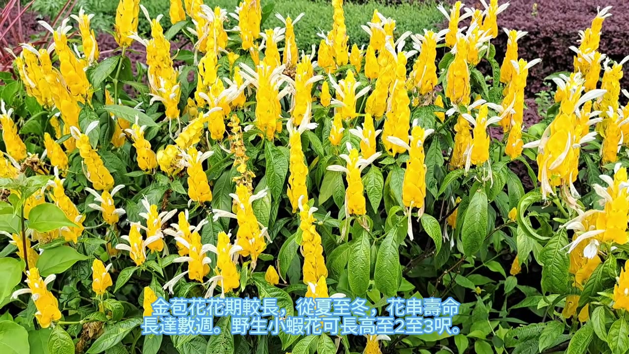 golden shrimp plant #金苞花 mhp3933 aug2024