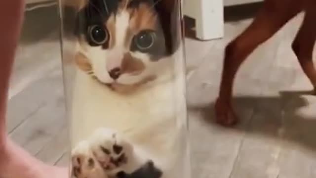 funny cats