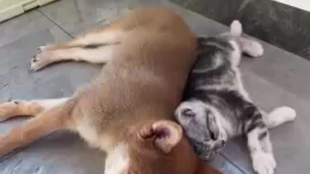 Cute cat playing at home, Lovely cat funny 2