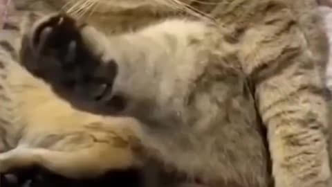 Funny animal 4