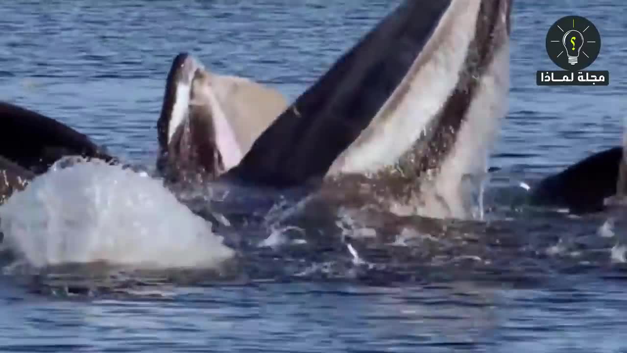 Huge whales attack ships ... unbelievable !!!