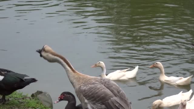 Goose and Ducks on the Water