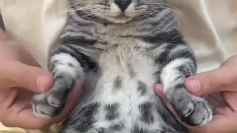 When Your Cat Can Dance Better Than You