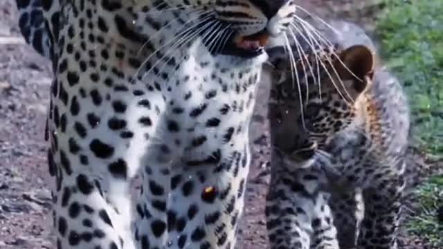 I can't say they look exactly like leopards