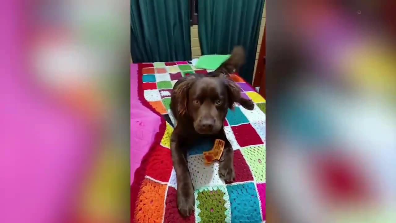 Funny Dogs And Cats Videos 2024 😅 - Best Funniest Animal Videos Of The week #41