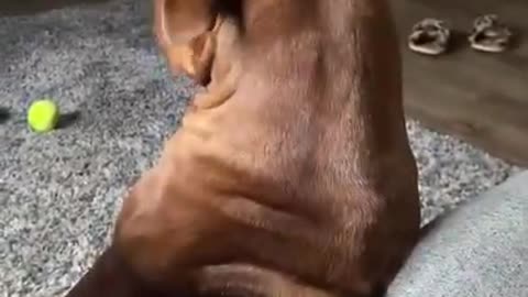 Pet Dog Tilts his Head All the Way Back to Look at Owner and Ask for More Head Scratches